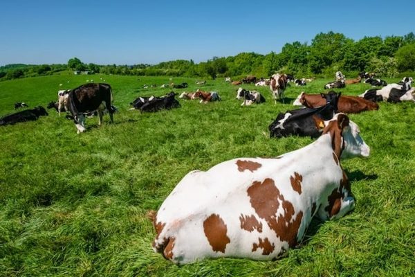 Curral para gado de leite: o que é e como funciona