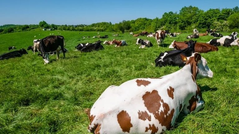 Rebanho de vacas pastando no pasto durante o dia