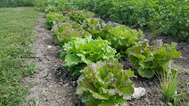 Como preparar o solo na agricultura orgânica?