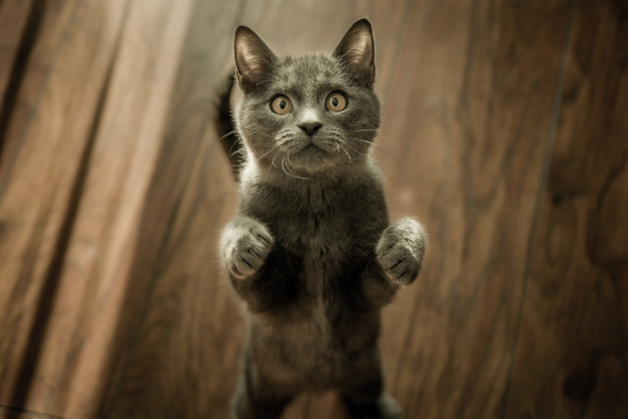 Curiosidades sobre os Gatos